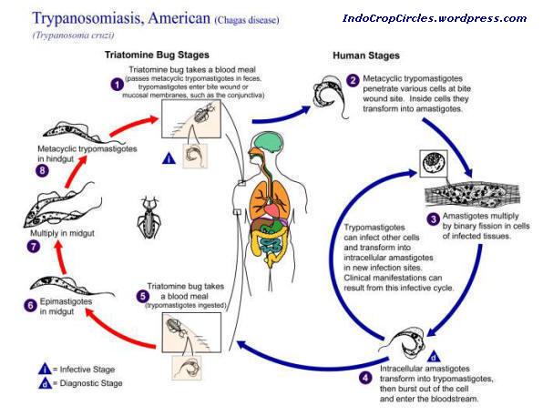 MEMATIKAN!! CHAGAS DIASEASE.. AIDS Generasi Ke 2