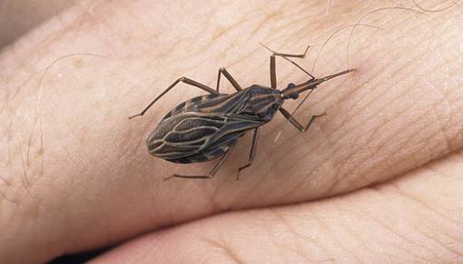 MEMATIKAN!! CHAGAS DIASEASE.. AIDS Generasi Ke 2