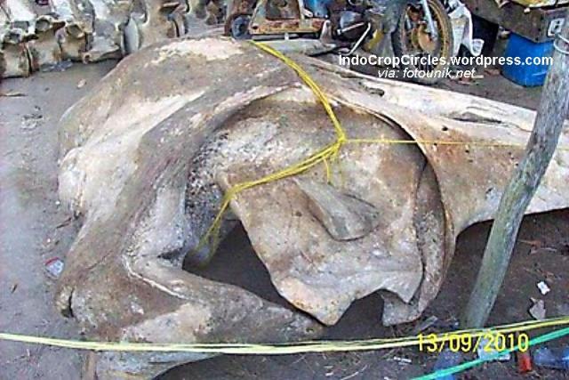 Ditemukan Rangka Naga di Pulau Bangka
