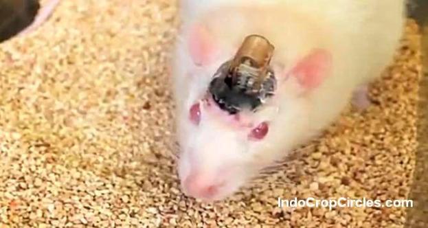 Wow! Ilmuwan Berhasil Kendalikan Otak Tikus Menggunakan Remote Control