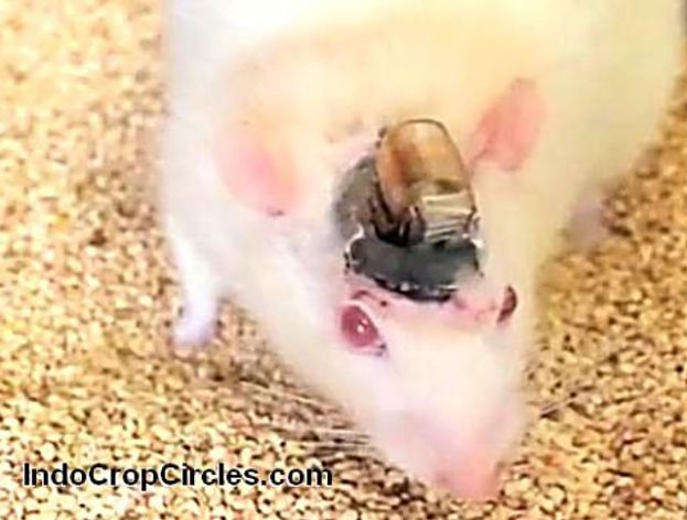 Wow! Ilmuwan Berhasil Kendalikan Otak Tikus Menggunakan Remote Control