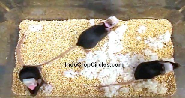 Wow! Ilmuwan Berhasil Kendalikan Otak Tikus Menggunakan Remote Control