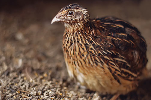 Spesies Burung Ini Terlahir Tidak Untuk Terbang