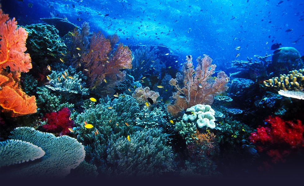 Wonderful Indonesia : Mimpi Baruku Berpetualang Ke Raja Ampat