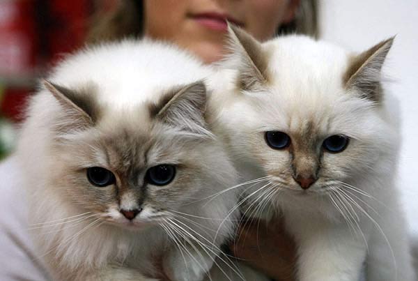 Fakta - fakta Unik Tentang Kucing