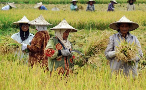 Adaptasi Para Petani Dalam Pandemi