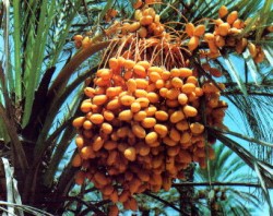 &#91;NEWS&#93; JENIS-JENIS KURMA DI DUNIA