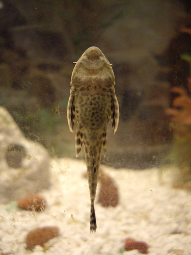 ikan-amfibi-langka-ditemukan-di-yogyakarta