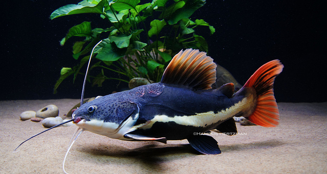 5 IKAN PREDATOR YANG DAPAT DI PELIHARA DI AKUARIUM/KOLAM