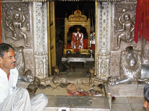 Uniknya "KARNI MATA" Kuil Tikus di India