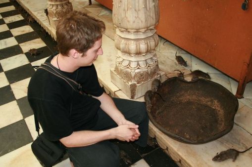 Uniknya "KARNI MATA" Kuil Tikus di India