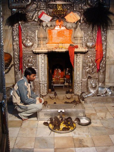 Uniknya "KARNI MATA" Kuil Tikus di India