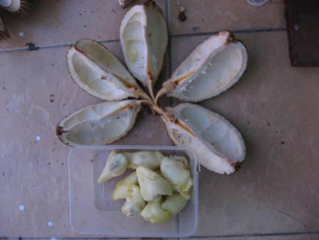 Durian Kura-kura, Durian Unik Berbuah Pada Pangkal Pohon