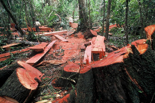 Kondisi Hutan Indonesia Dulu dan Saat Ini (Let's Make A Move)