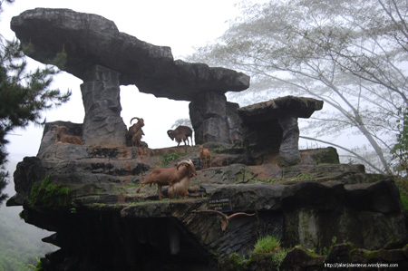 Jalan-Jalan Ke Taman Safari Indonesia II Prigen