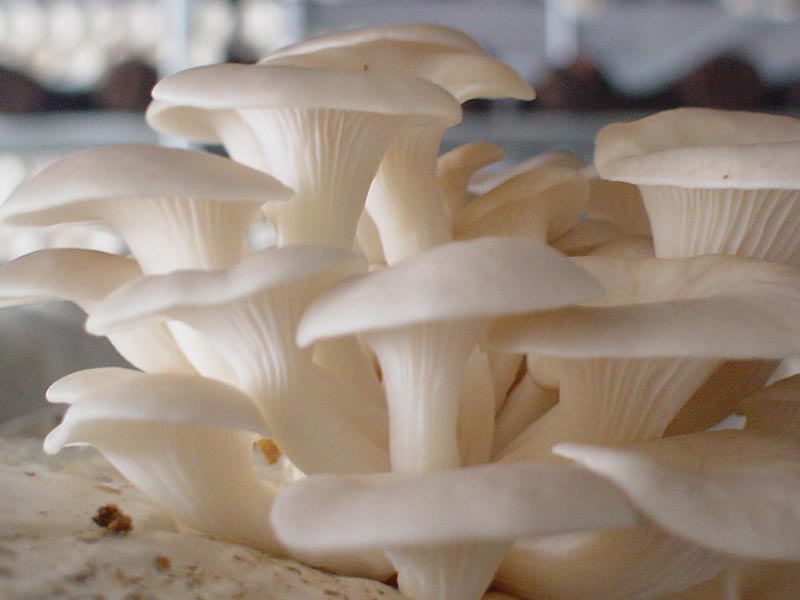 8 Makanan Beracun yang Ternyata Kita Makan