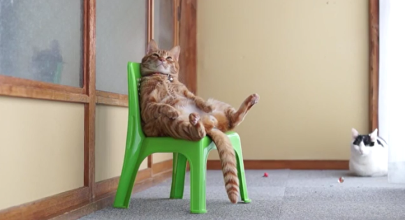 Kucing di Jepang yang bisa duduk seperti manusia
