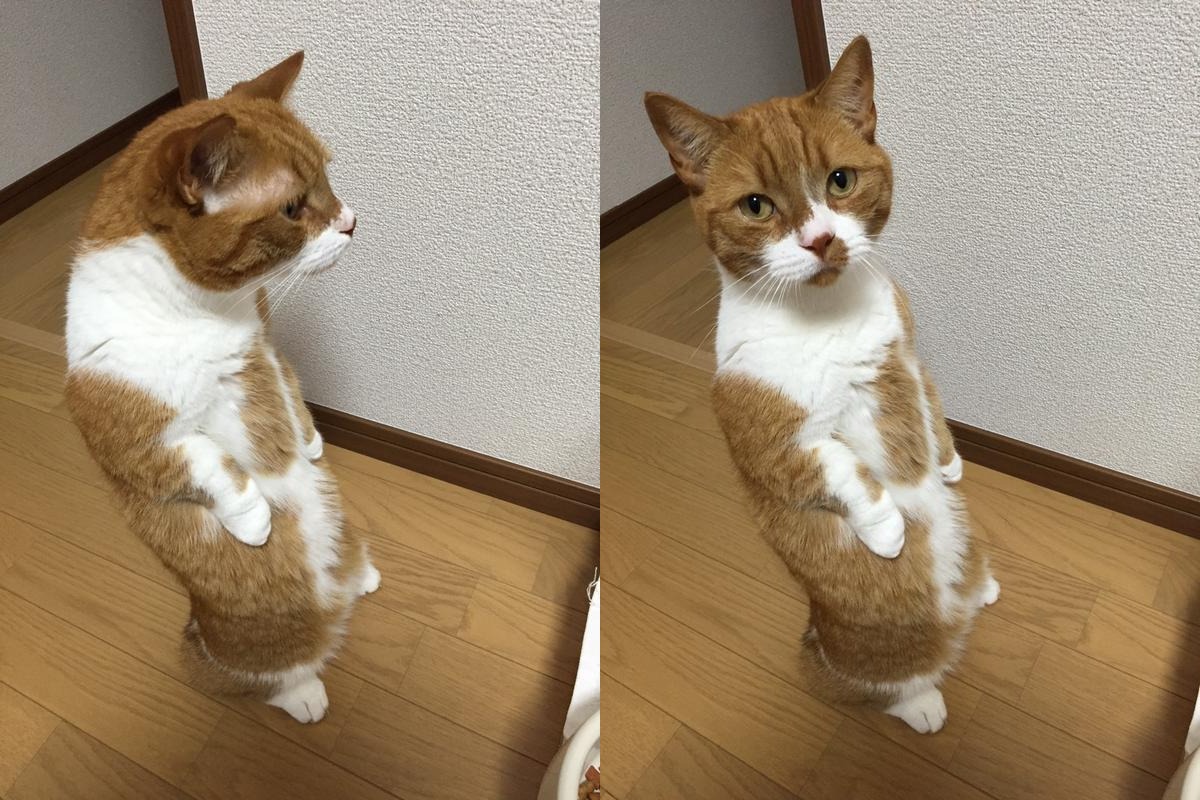 Keunikan kucing - kucing Jepang !! + PIC
