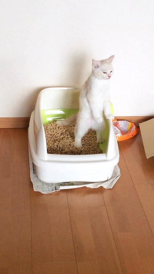 Keunikan kucing - kucing Jepang !! + PIC