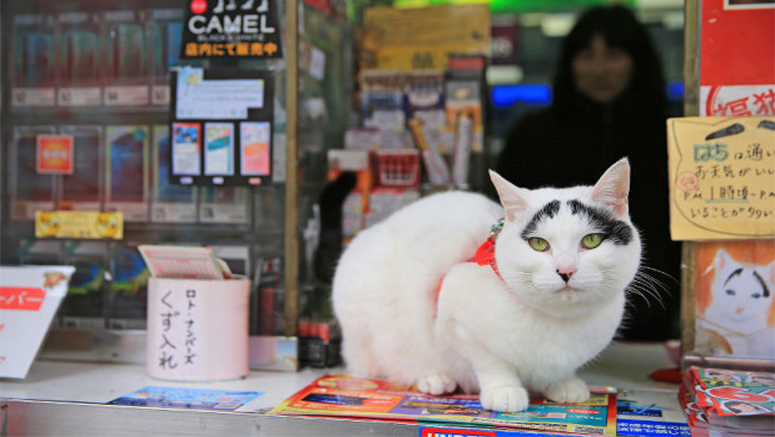 Keunikan kucing - kucing Jepang !! + PIC