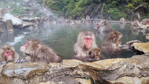  Rekomendasi! 10 Tempat &quot;Rada&quot; Ekstream dan Unik di Jepang 