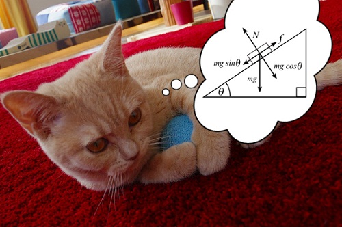 peneliti-jepang-kucing-ternyata-pahami-ilmu-fisika