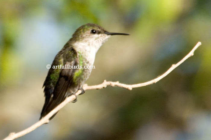 &#91;UNIK GAN&#93; All About Bird : Burung Yang &quot;TER&quot;