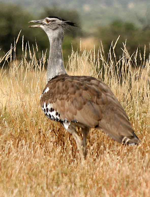 &#91;UNIK GAN&#93; All About Bird : Burung Yang &quot;TER&quot;