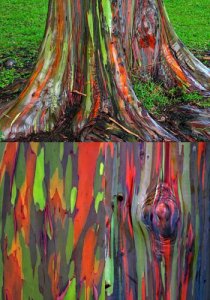 Batang Pohon Eukaliptus Ini Berwarna Pelangi Alami