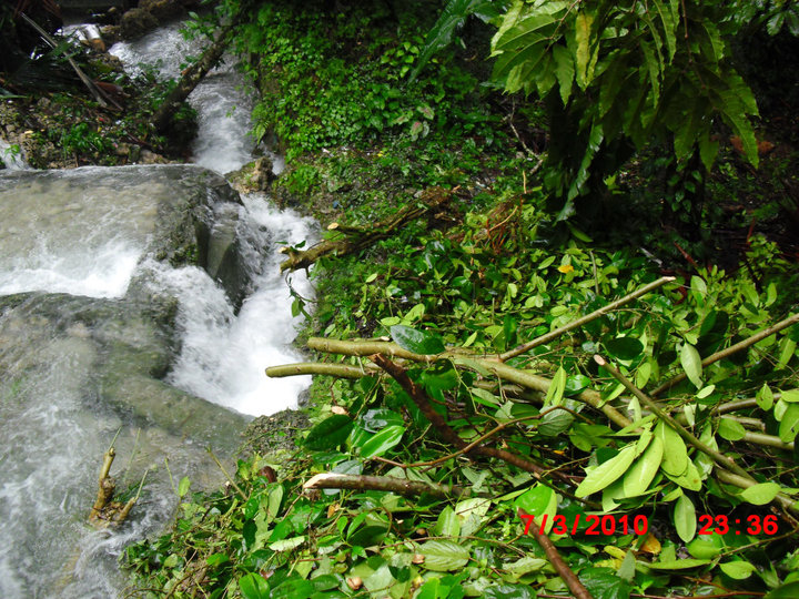 Selamatkan Hutan