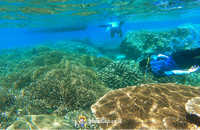 Bermain Di Pulau Terpencil, Lanjukang
