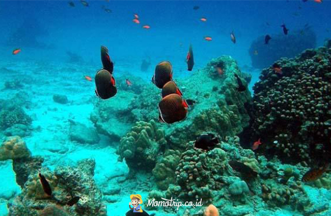 Bermain Di Pulau Terpencil, Lanjukang