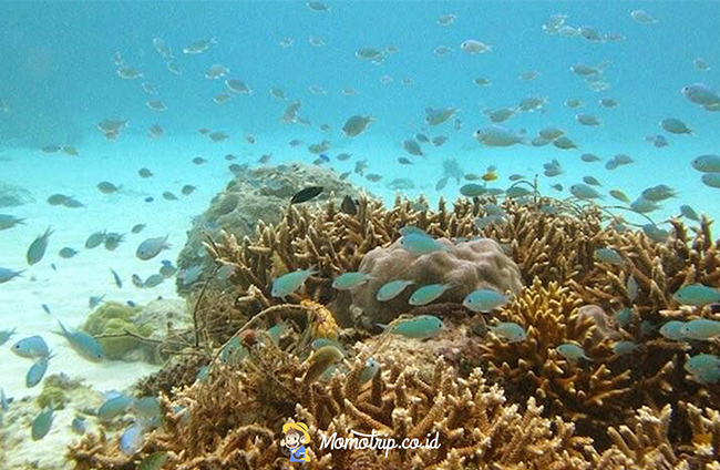 Bermain Di Pulau Terpencil, Lanjukang