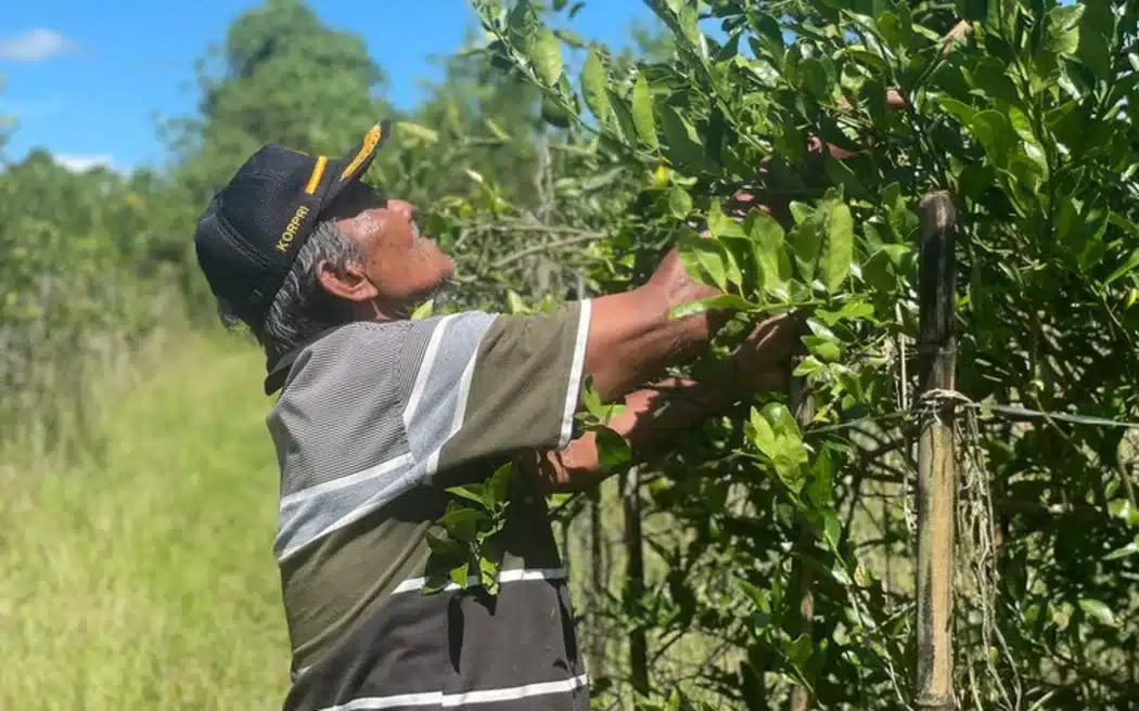 Warga Papua khawatirkan rencana Prabowo untuk hidupkan kembali program transmigrasi