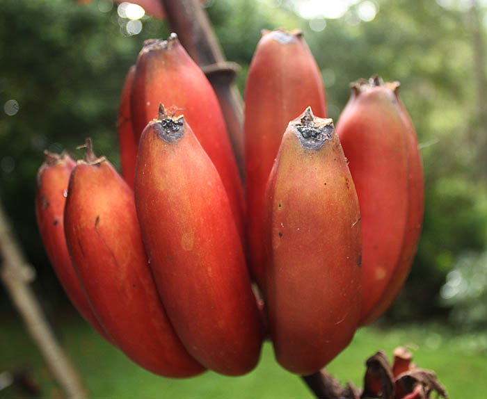 Sudahkah Juragan tahu tentang Pisang Merah?