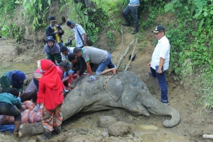 Kabar Duka, Neneng Gajah Betina di Medan Zoo Mangkat