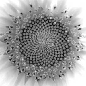 Fakta-Fakta Bilangan Fibonacci