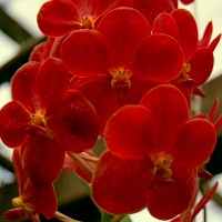 Kumpulan Bunga Cantik Berwarna Merah Putih Paling Populer Yang Perlu Agan Tau +PICT