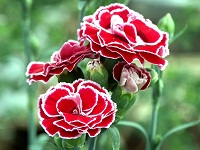 Kumpulan Bunga Cantik Berwarna Merah Putih Paling Populer Yang Perlu Agan Tau +PICT