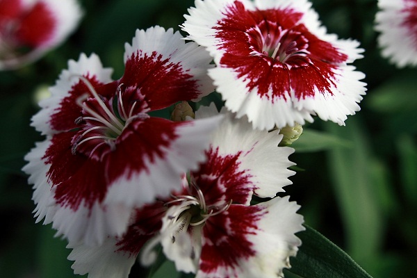 Kumpulan Bunga Cantik Berwarna Merah Putih Paling Populer Yang Perlu