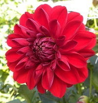 Kumpulan Bunga Cantik Berwarna Merah Putih Paling Populer Yang Perlu Agan Tau +PICT