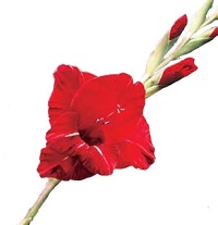 Kumpulan Bunga Cantik Berwarna Merah Putih Paling Populer Yang Perlu