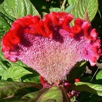 Kumpulan Bunga Cantik Berwarna Merah Putih Paling Populer Yang Perlu Agan Tau +PICT
