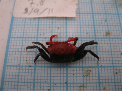 Kepiting Uca (Fiddler Crab) Yang Unik Dan Menawan