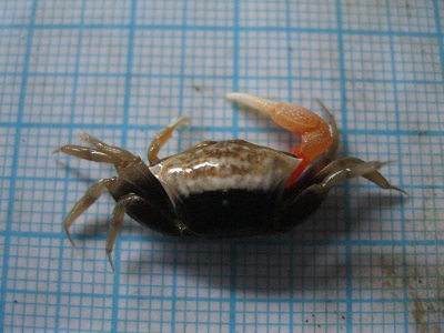 Kepiting Uca (Fiddler Crab) Yang Unik Dan Menawan