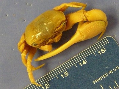 Kepiting Uca (Fiddler Crab) Yang Unik Dan Menawan