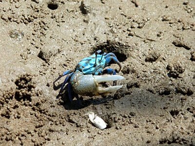 Kepiting Uca (Fiddler Crab) Yang Unik Dan Menawan