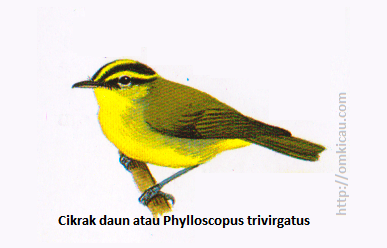 &#91;Share&#93; Burung Cikrak Daun/Mountain leaf-werbler/tralis/pare-pare/blereng