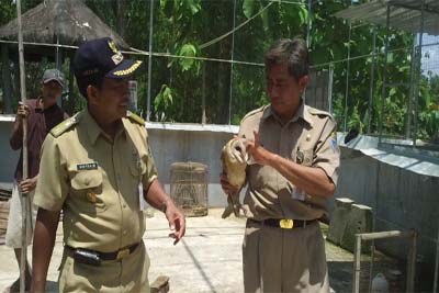 &#91;KEREN&#93; DESA PENANGKARAN BURUNG HANTU (OWL)