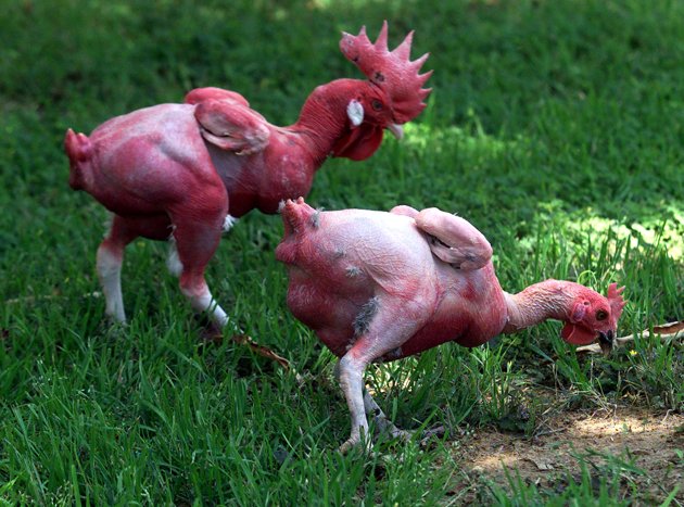 Rekayasa Genetika Ayam Broiler Tanpa Bulu